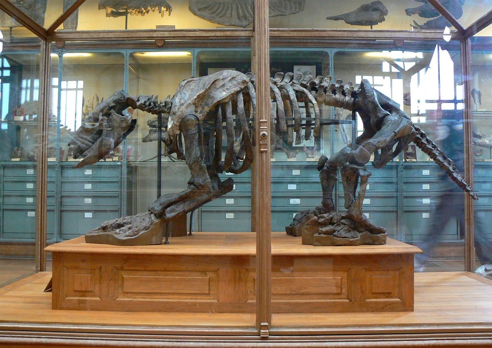 SCELIDOTHERIUM GROUND SLOTH BONES GLOSSY POSTER PICTURE PHOTO PRINT BANNER 10722