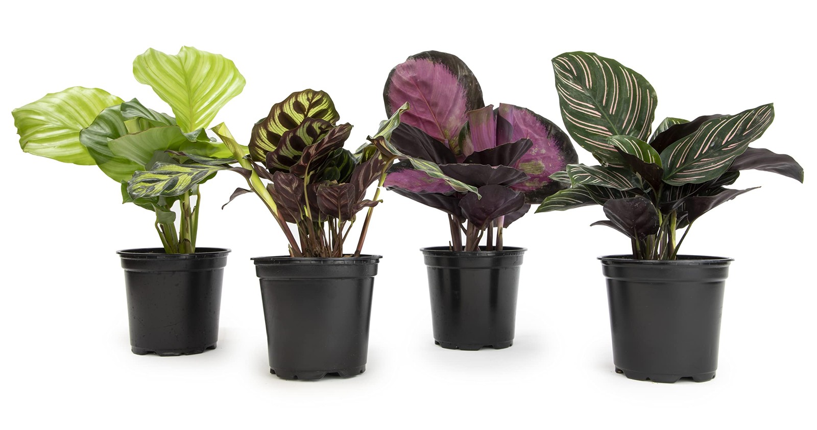 Live Calathea Houseplant (4 Pack), Pet Safe Plants for Cats & Dogs, Makoyana,... gallery