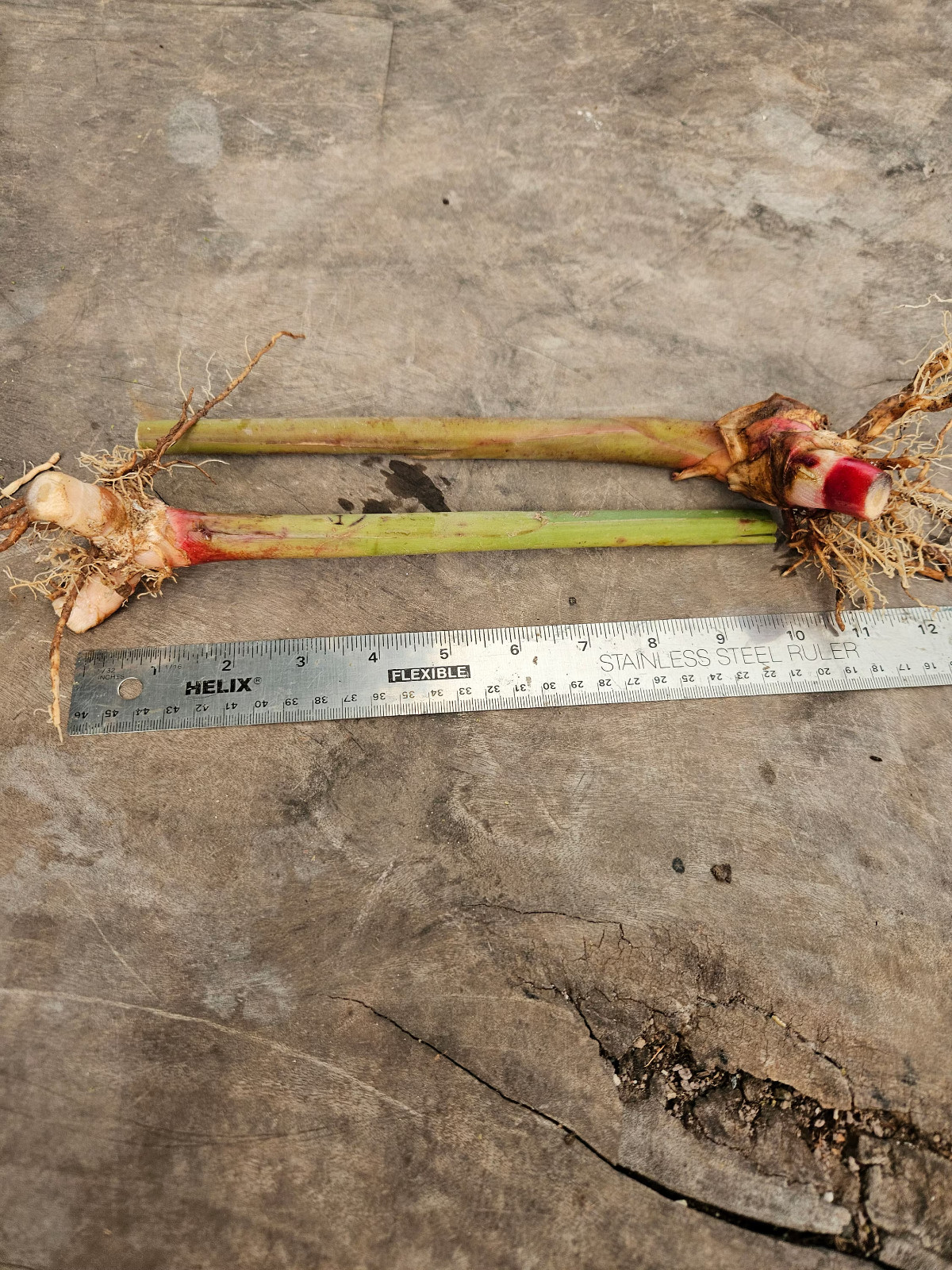 2 Pink Perfection Shell Ginger rhizomes, Alpinia hainanensis, Free Shipping! gallery