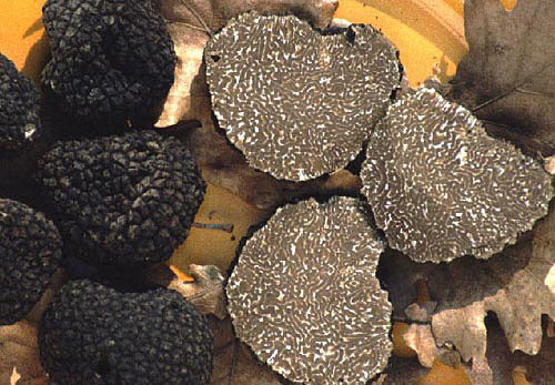 Precious Italian fresh black truffles. Black truffle 110g. 3,8 oz. Mushrooms. gallery