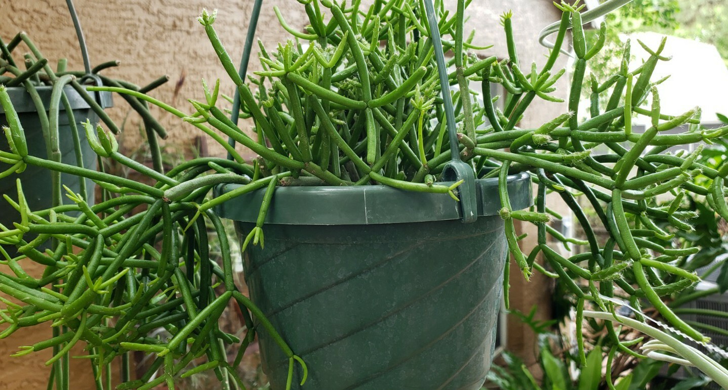 Rhipsalis teres heteroclada - Clumping Epiphytic Cactus-Clumping branches gallery