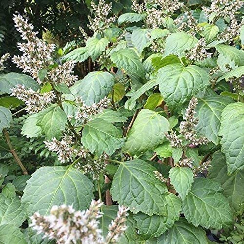 SAVOIR Patchouli Seeds (Pogostemon cablin) Packet of 100 Seeds gallery