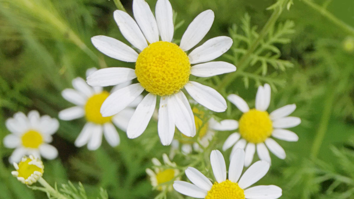 Roman Chamomile Seeds, Ground Cover Teas & Medicine, NON-GMO, Variety Sizes Sold gallery