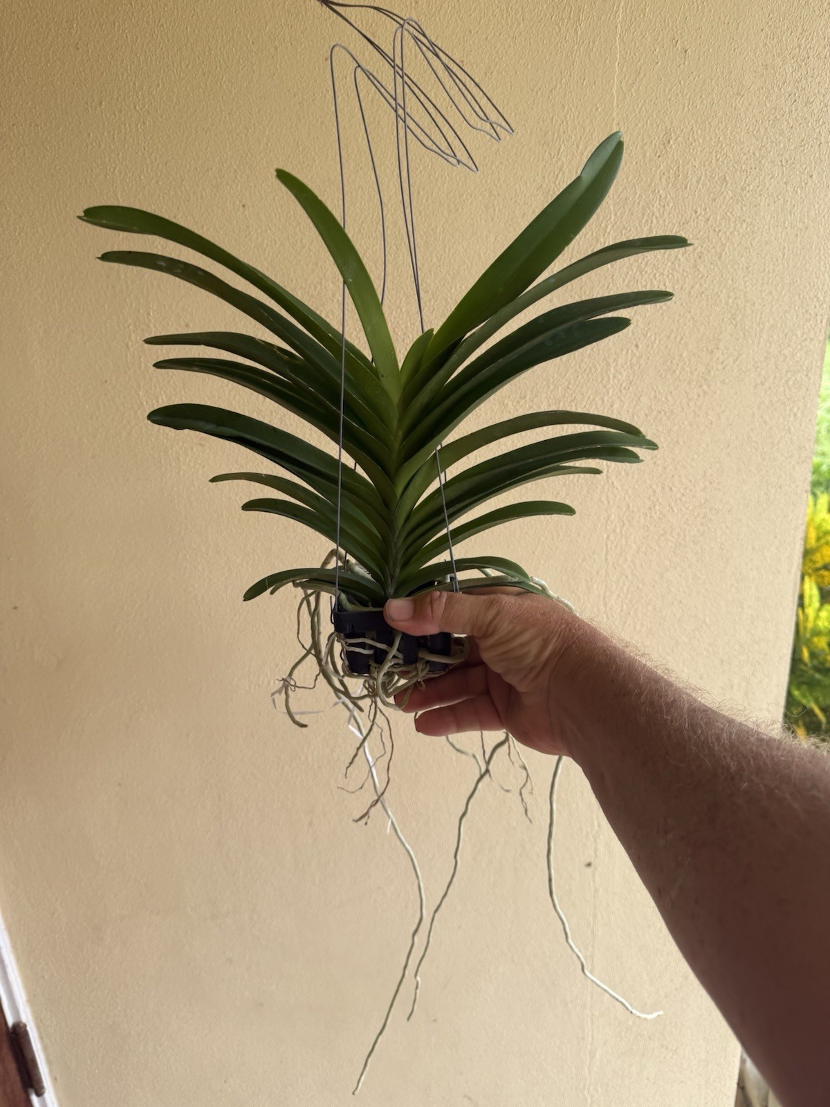 Vanda Papilionanda Kyra Green Orchid Plant FRAGRANT gallery