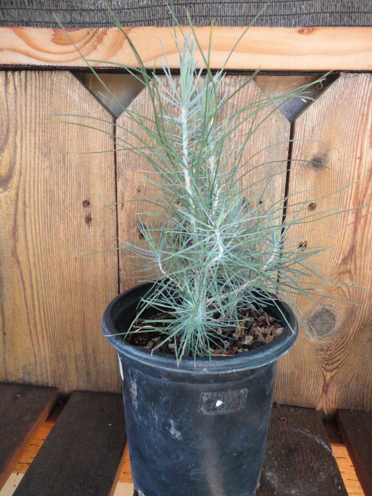 Digger Pine/Gray Pine/ Ghost Pine - Pre-Bonsai 4 year old Trees *Growers Choice* gallery