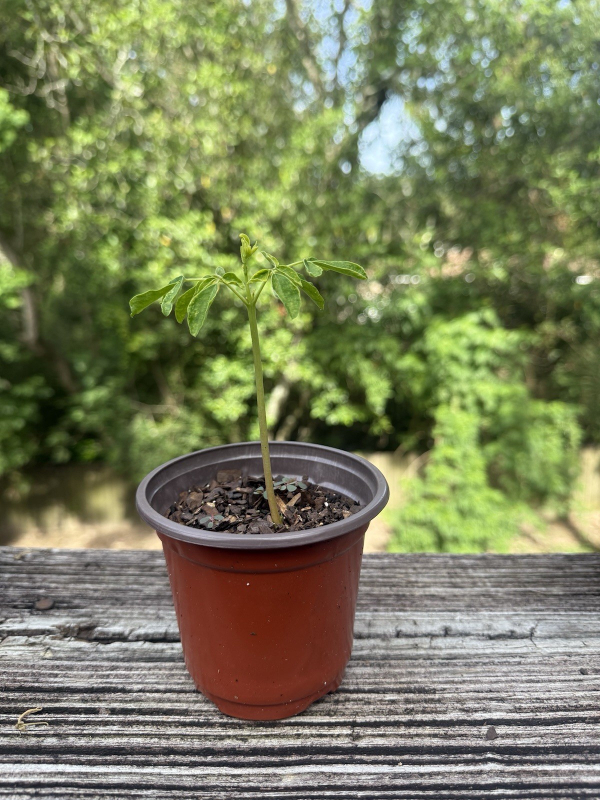 1 Moringa Oleifera Tree Seedling Fast Growing Pollinator Friendly gallery