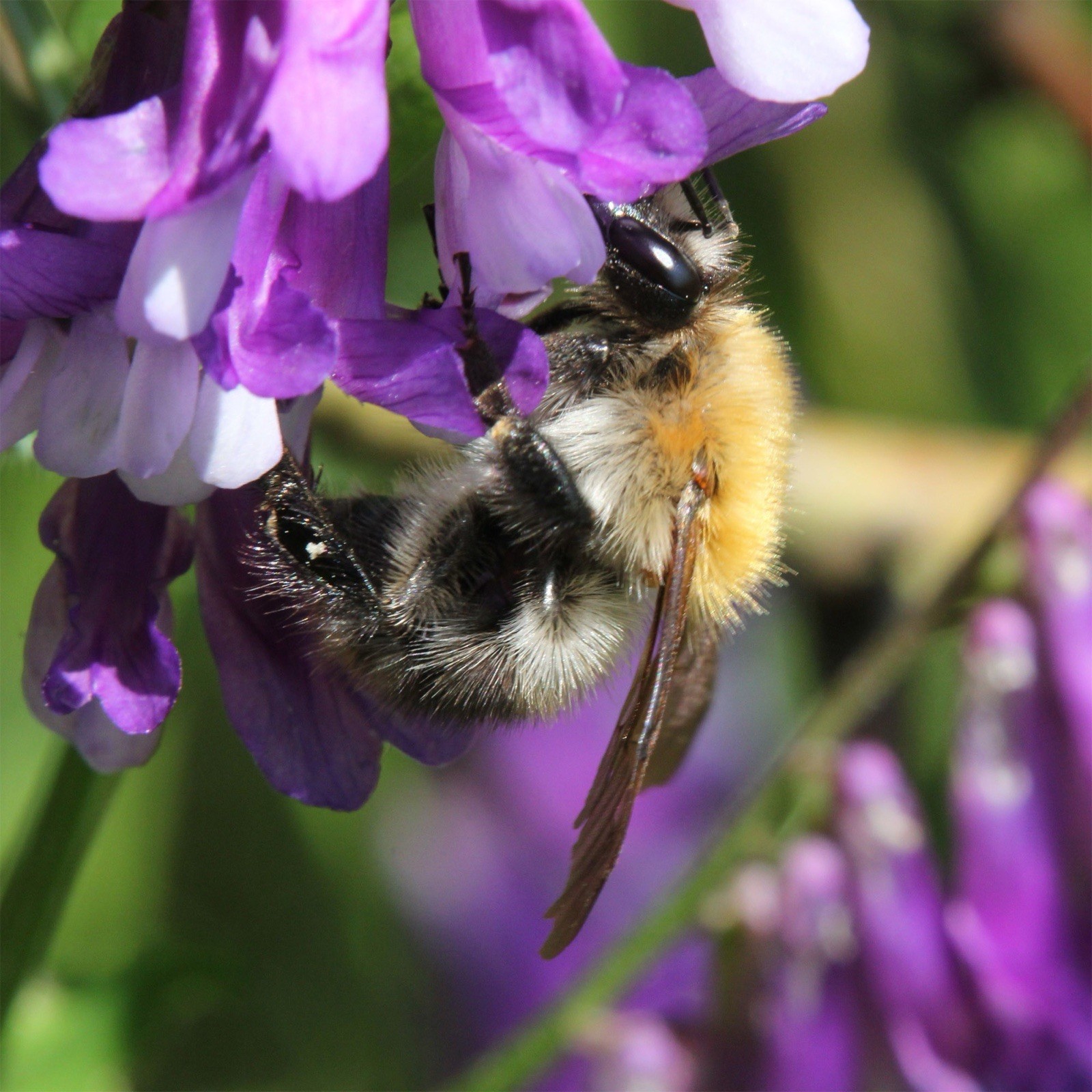 100 Hairy Vetch Seeds | Pollinator Flower Garden Seed for Bees & Butterflies gallery