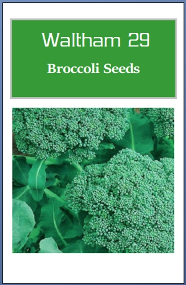 Broccoli Seeds | NON-GMO | Heirloom | Fresh Garden Seeds gallery