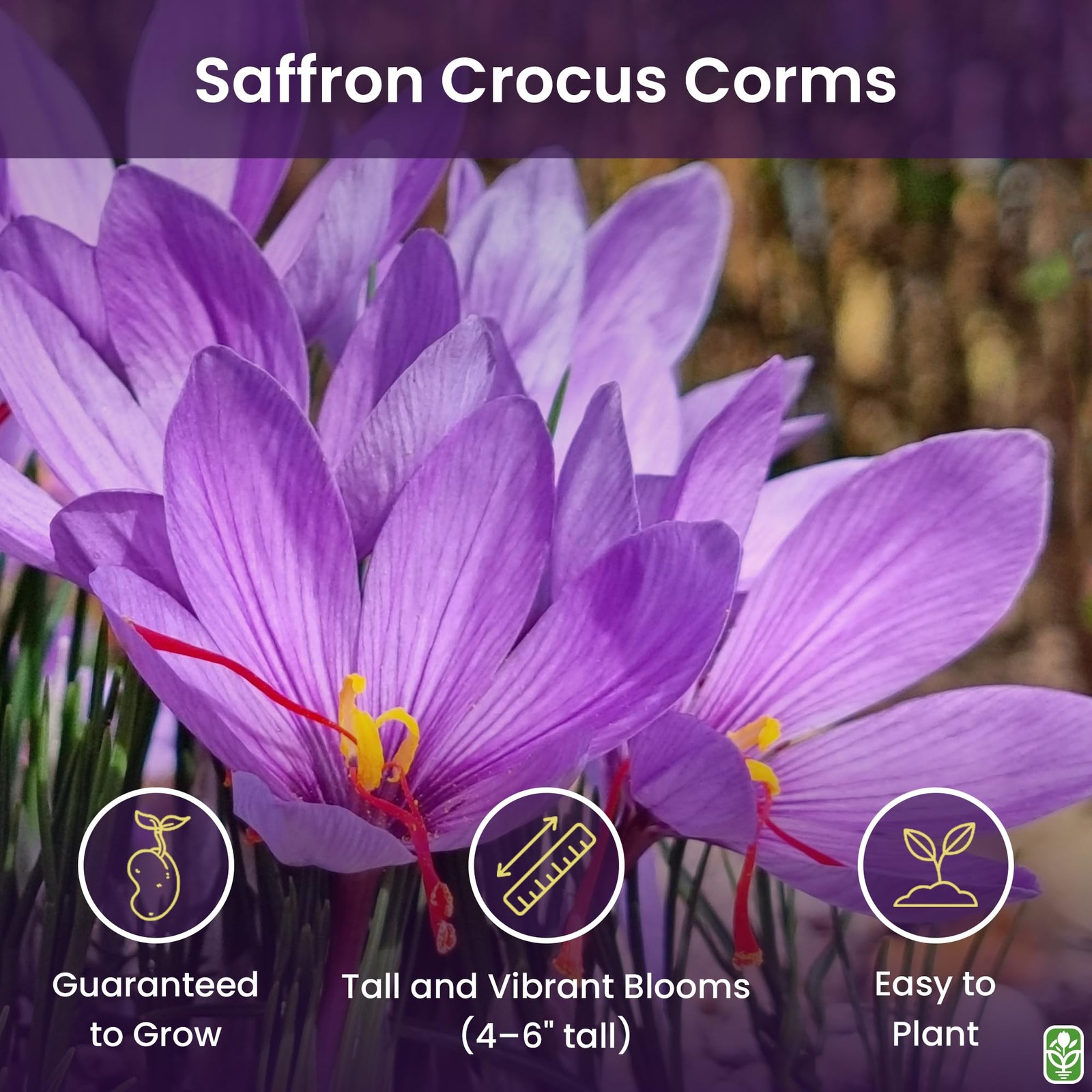 20 Jumbo Saffron Sativus Crocus Corms for Planting 2025 - Large 9/10 cm Saffr... gallery