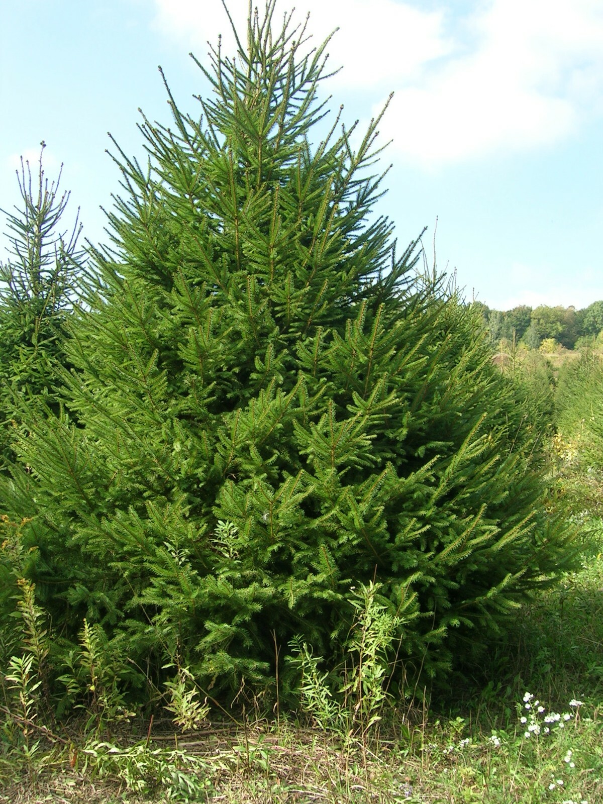 Norway Spruce, Picea abies, Tree Seeds gallery