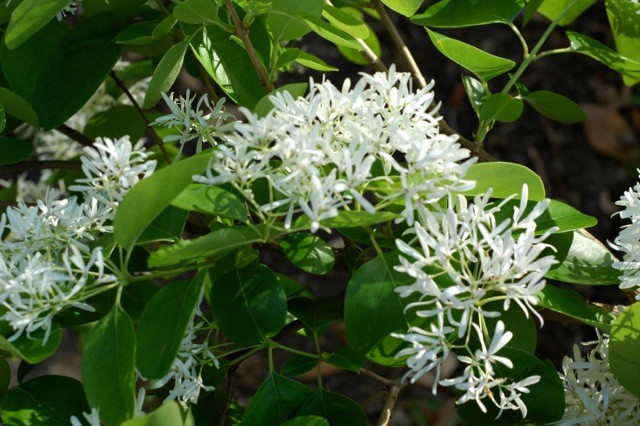 White Fringe tree quart pot gallery