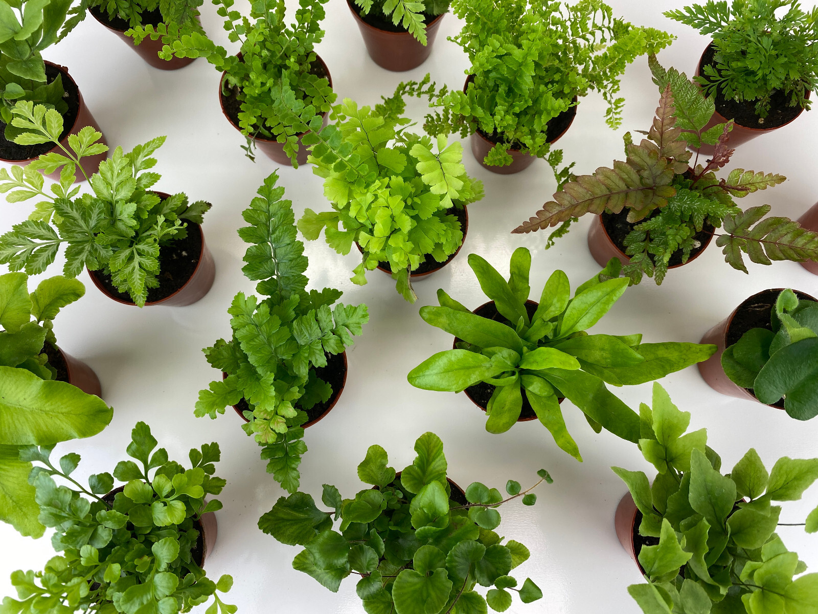 Mini Fern Plants (6 Plants) (2" Pots) Terrariums Fairy Gardens (Assorted Plants) gallery