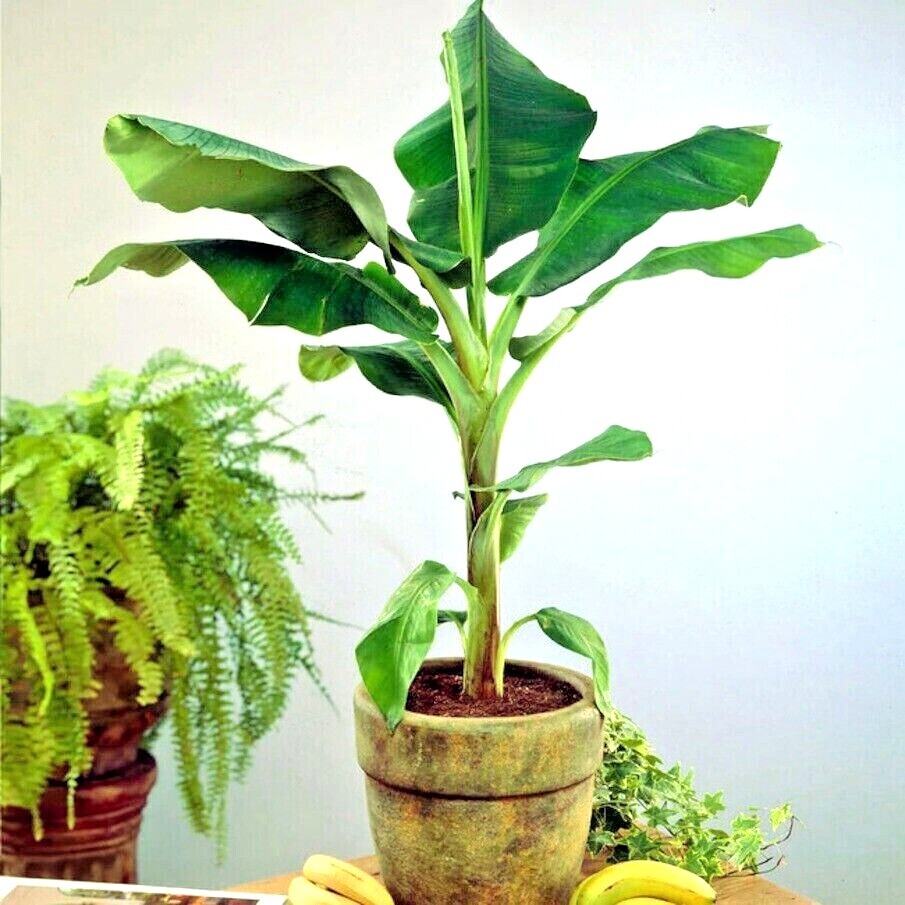 10 "DWARF" Cavendish BANANA Tree Seeds Musa acuminata Hardy Tropical Fruit Plant gallery