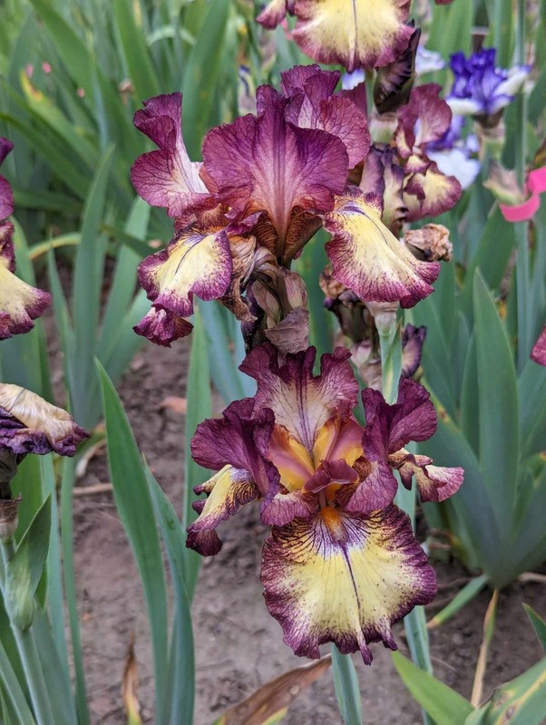 'Innocent Star' TB Bearded Iris Rhizome PRE-SALE to Ship Aug/Sept gallery