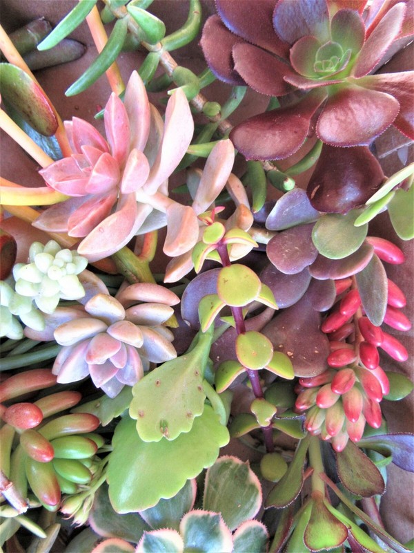 50 LARGE SUCCULENT CUTTINGS 25 VARIETIES 2+ lbs. 3-6" gallery