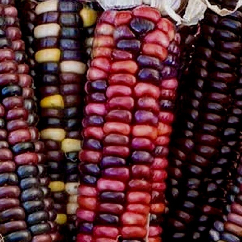 25 Painted Mountain Corn Seeds . Organic . Vibrant. Rare. Non Gmo. Annual . gallery
