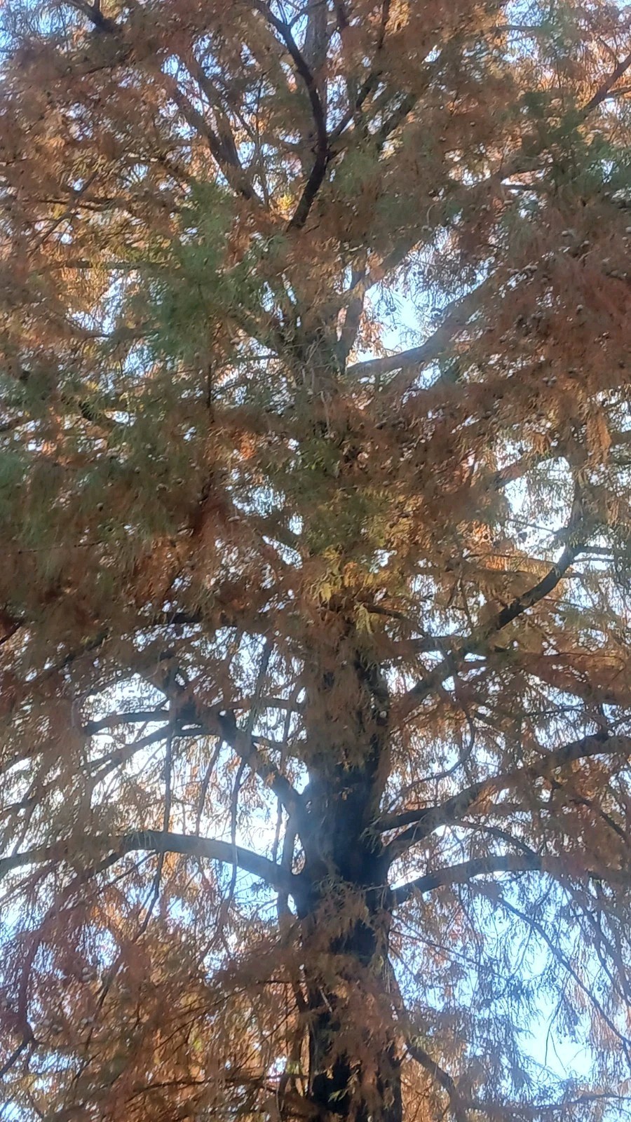 ☆250☆ Bald Cypress Tree Seeds for Planting gallery