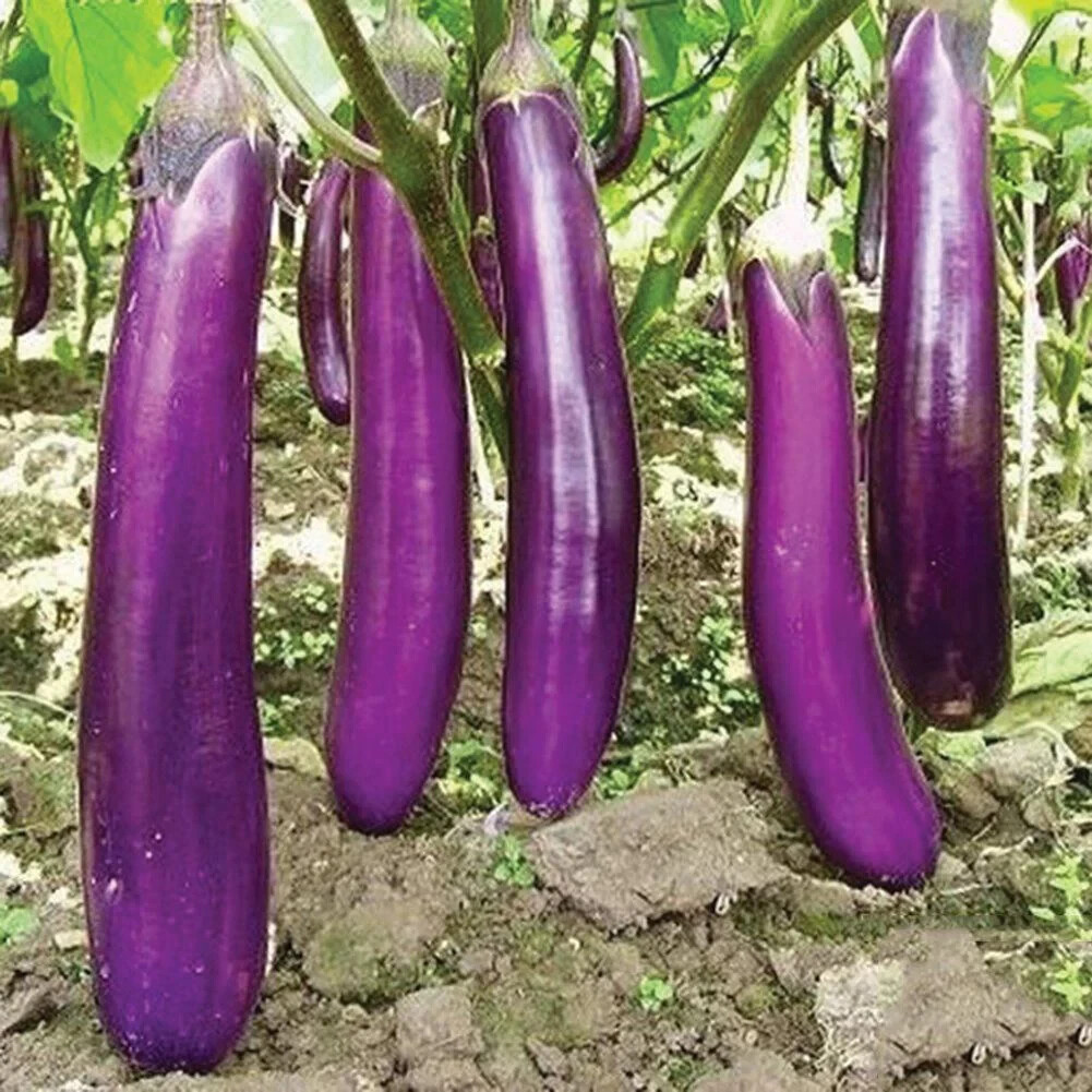 150 LONG PURPLE EGGPLANT SEEDS ~ heirloomseedguy ~ 2026 ~ NON-GMO gallery