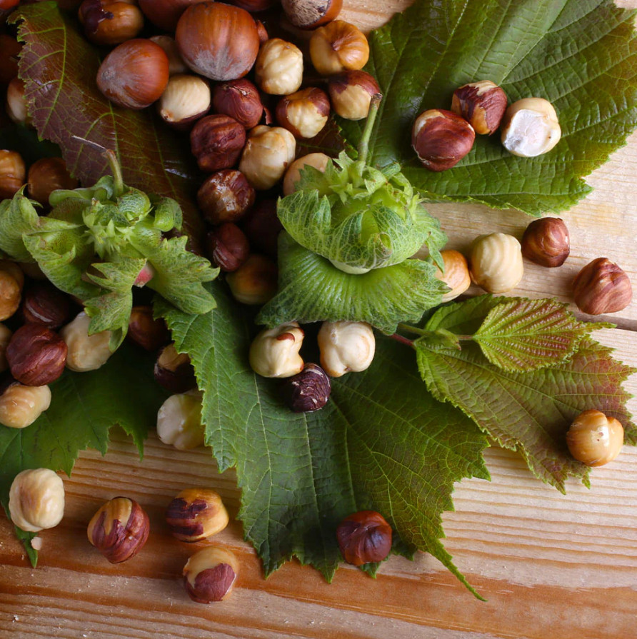 Live American Hazelnut Tree, 3 Gal Pot, 2–3 ft Tall, No Ship CA, HI, PR, GU, AK gallery