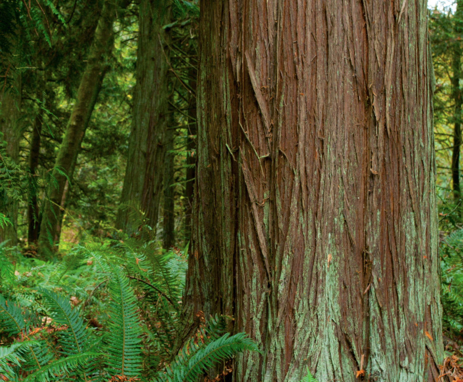 Western Red Cedar Tree (Thuja plicata) -3 Yr Old Potted Seedling 24" - 30" Tall gallery