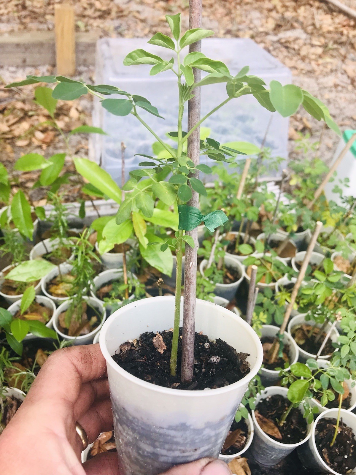 Moringa Oleifera Miracle Tree Life Plant Organic 12” In 4” Pots 6 month grow gallery