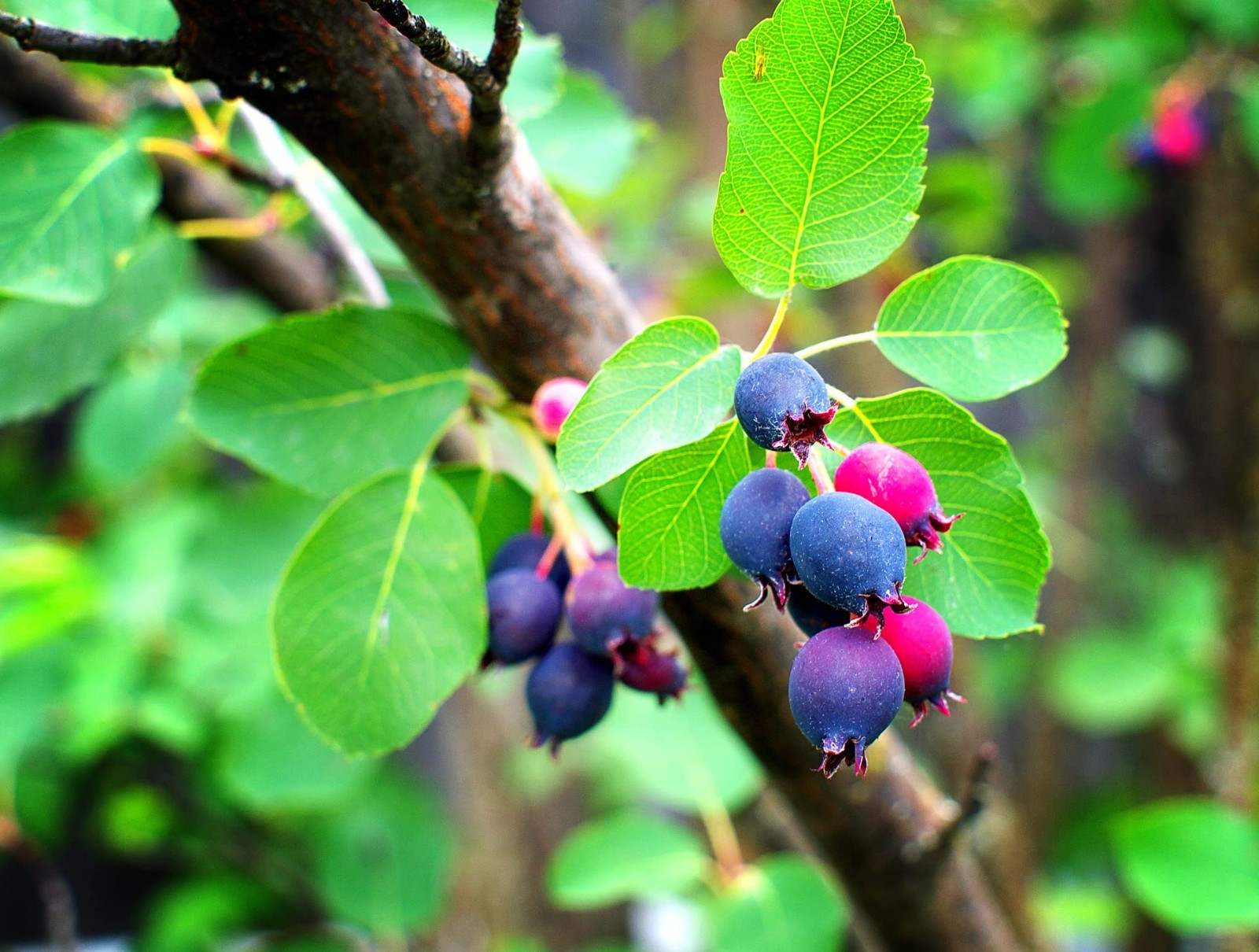 100+ Saskatoon Serviceberry Seeds for Planting – Amelanchier alnifolia Berry See gallery