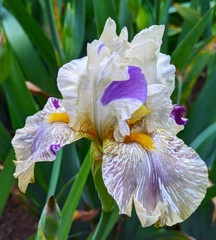 ‘Alessandra’s Gift’ TB Bearded Iris Rhizome PRE-SALE to Ship Aug/Sept