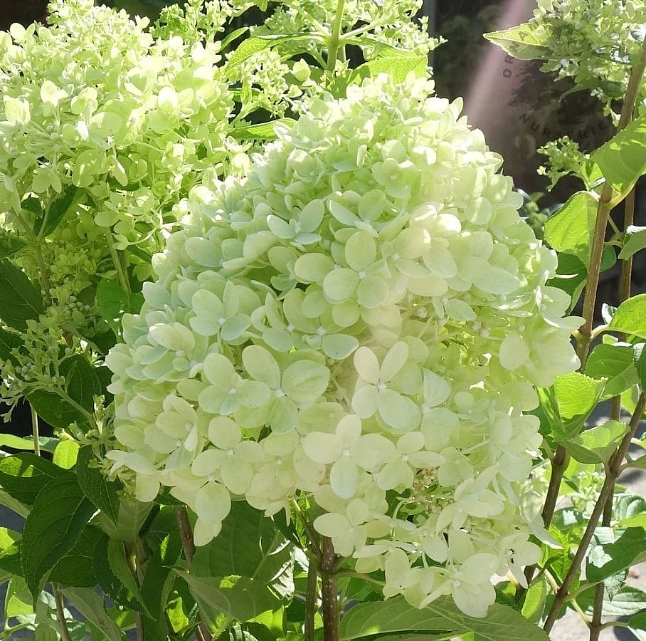 Little Lime Panicle Hydrangea Live Plant - 6-12" Tall - 1Qt Pot - Zones 3-8 gallery