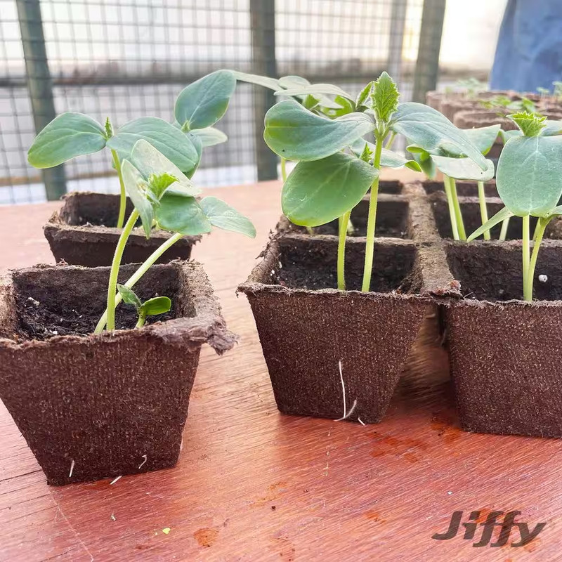 NEW Jiffy Peat Strips Seed Starter Kit 50 Biodegradable Pots Easy Plant Growth gallery
