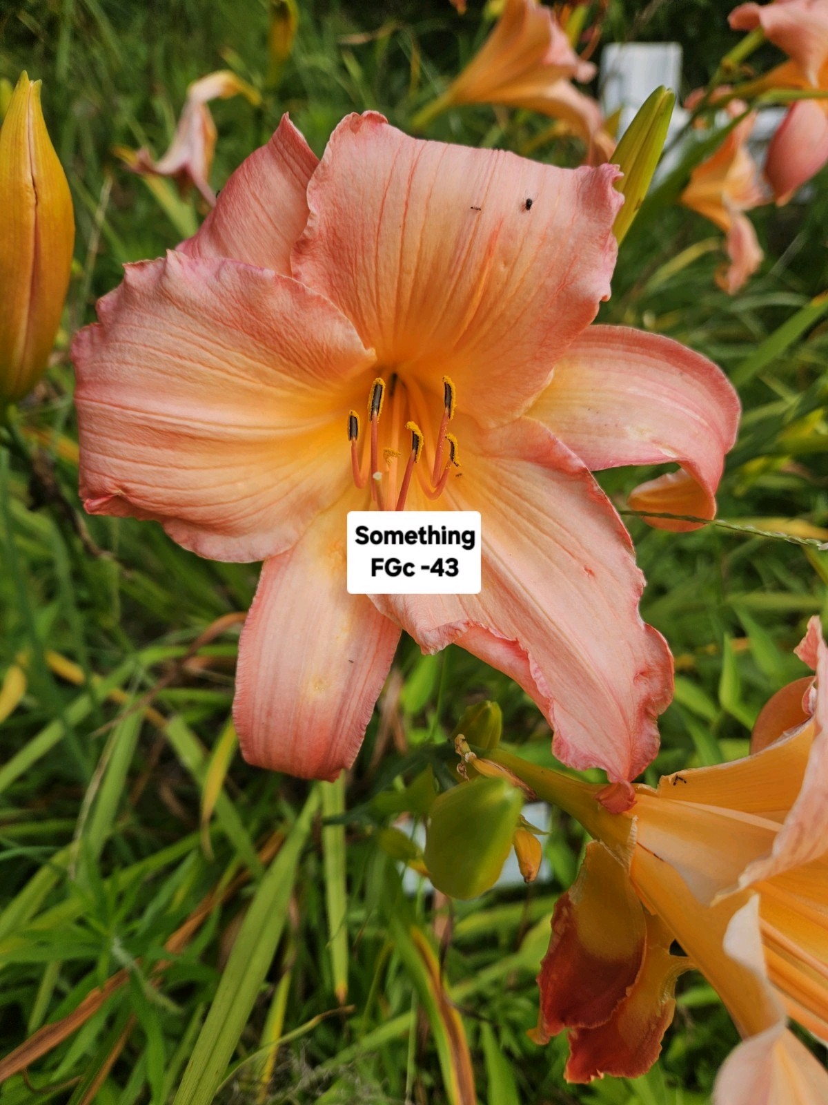 Something Daylily gallery