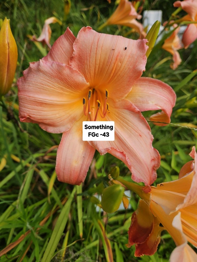 Something Daylily