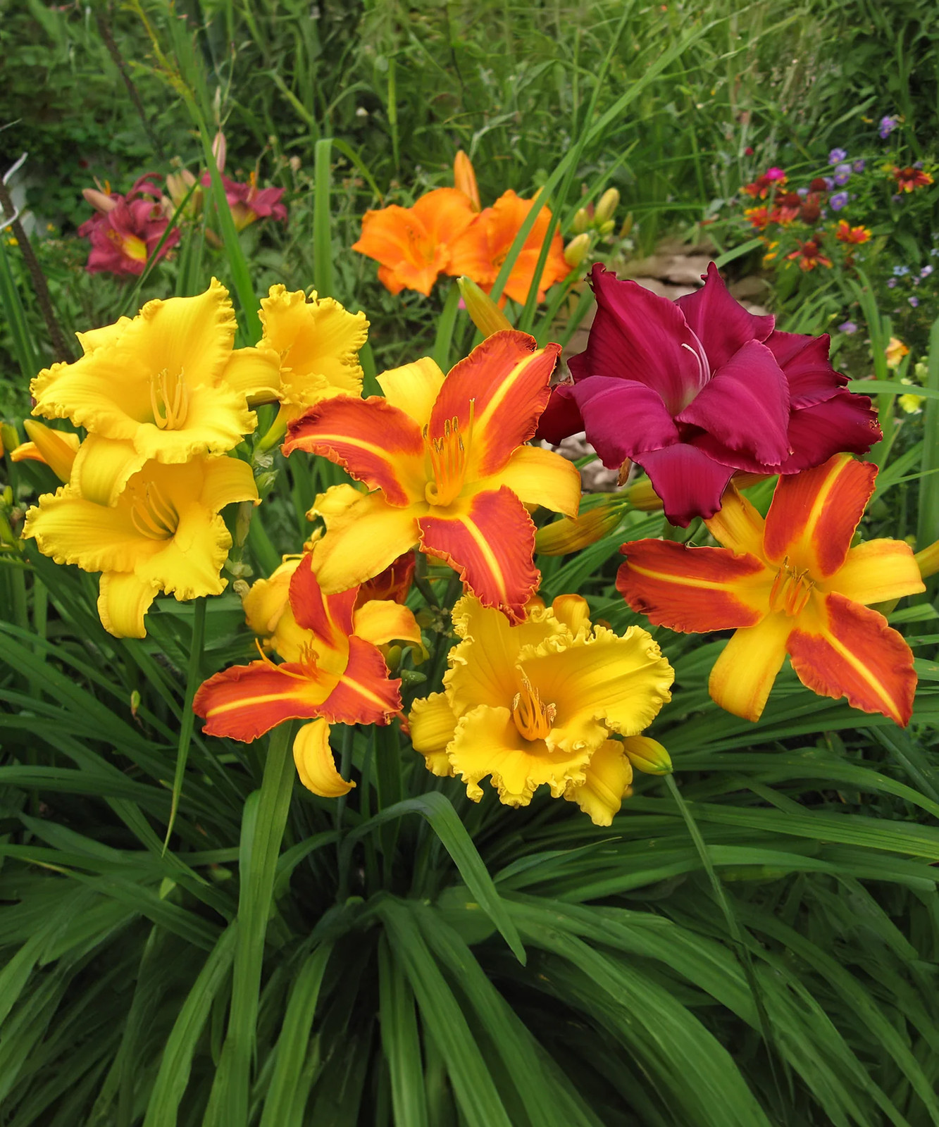 Mixed Reblooming Daylilies - 9 root divisions gallery