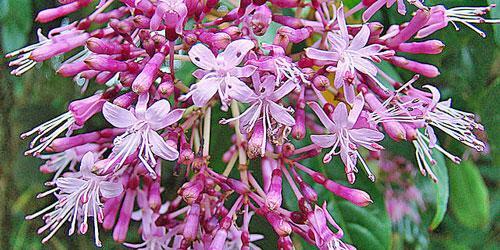 Fuchsia paniculata | Shrubby or Paniculate Fuchsia | 20 Seeds gallery