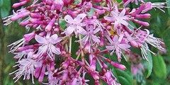 Fuchsia paniculata | Shrubby or Paniculate Fuchsia | 20 Seeds