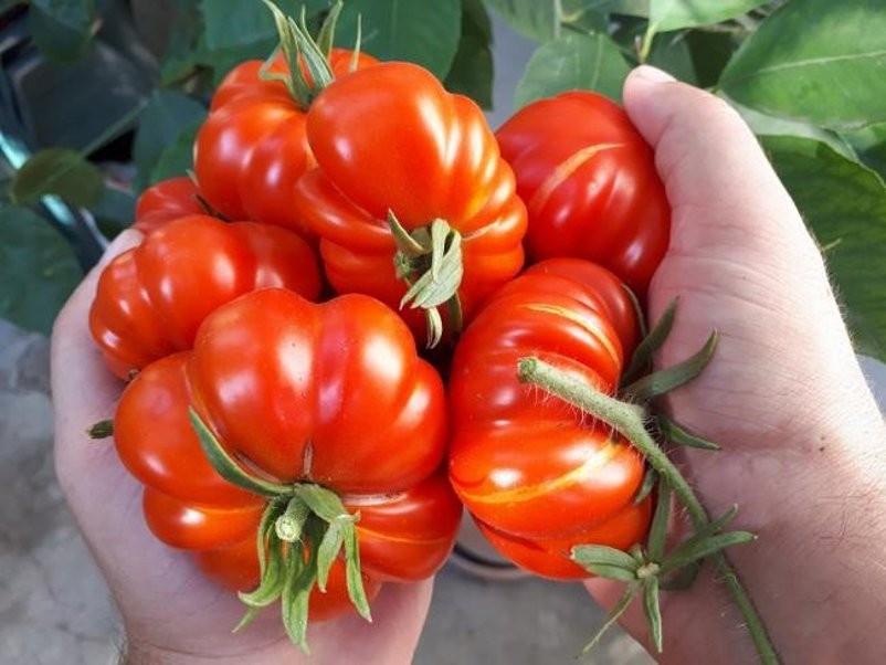 120+ TOMATO SEEDS -- ROSS0 SICILIAN ---- HEIRLOOM --- ORGANIC -------- RARE gallery