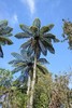 Cyathea medullaris | Black Tree Fern | 1000_Spores gallery