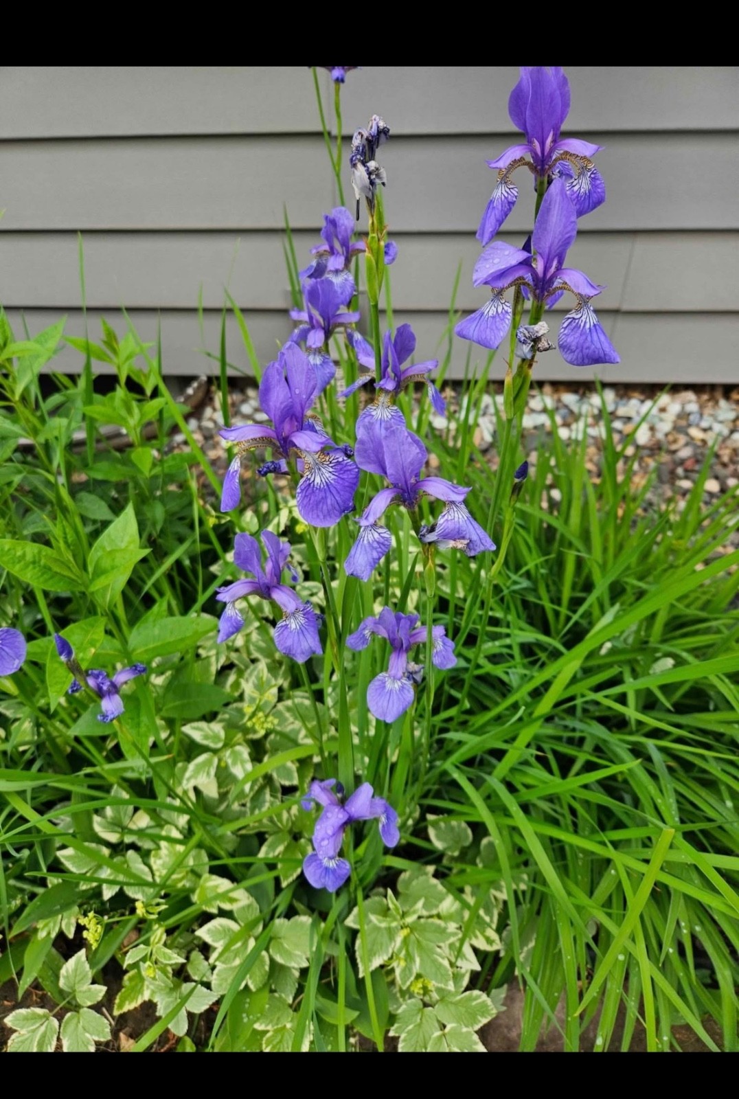 Siberian iris, Perennial - Repeat Blooming Tropical - 10" to 12" tall gallery