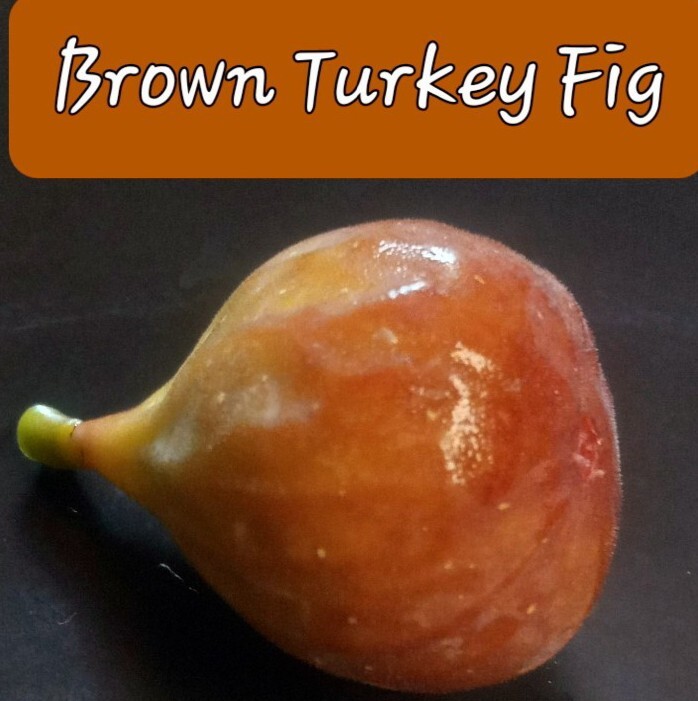 Fig Trees Well Rooted - Starters- Ficus carica - Live Plant gallery