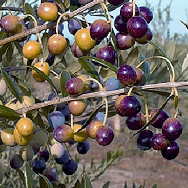 Buy 1 get 1 free, Olive Tree starter plant, 4-6 inches tall, well rooted gallery
