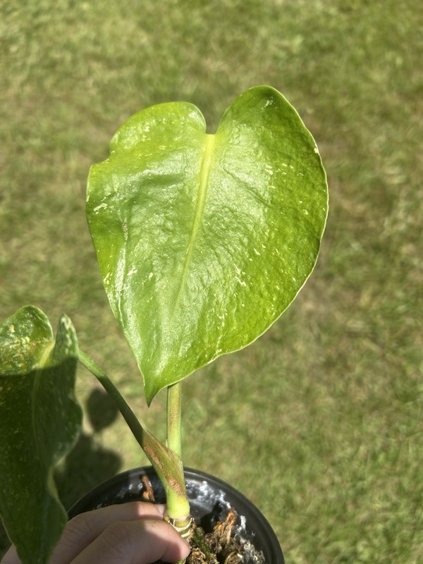 monstera mint variegated Rehab Live Plant gallery
