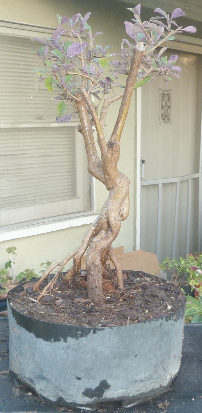 Arabian Lilac Pre Bonsai Dwarf Kifu Nice Movement Trunk Nebari Vitex Trifolia gallery