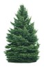 White Spruce Tree Seeds for Planting - 30 Seeds gallery