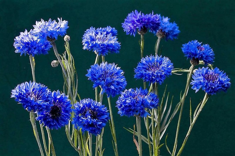 Cornflower Bachelor Button BLUE DWARF Cutflowers HEIRLOOM Non-GMO 400 Seeds gallery
