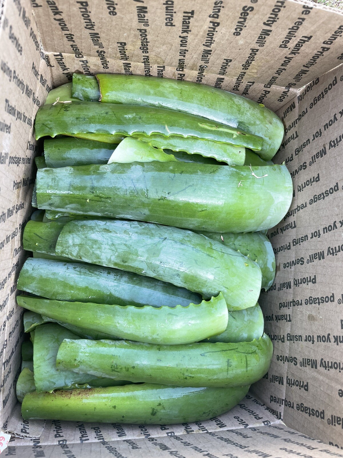 1Box 11”*8”*5” Aloe Arborescens Leaves, Organic,Medicinal/Skin/Hair/ 8lb+ gallery