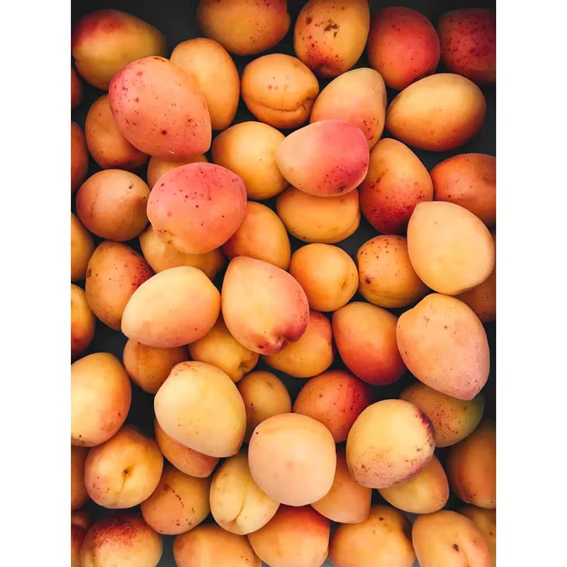 Dwarf Goldcot Apricot Tree Bare Root gallery