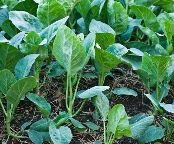 Kale Seeds 500+ Premier Early Hanover Vegetable NON-GMO US SELLER FREE SHIPPING gallery