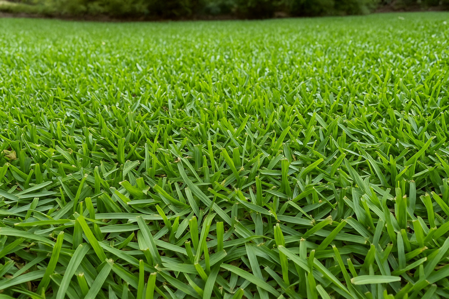 30,000 Premium Centipede Grass Seeds with moisture retaining coating gallery