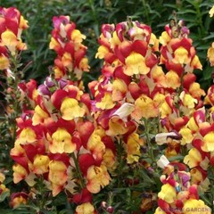 1000+ Oriental Lantern Snapdragon Seeds for Garden – USA – FREE SHIPPING!
