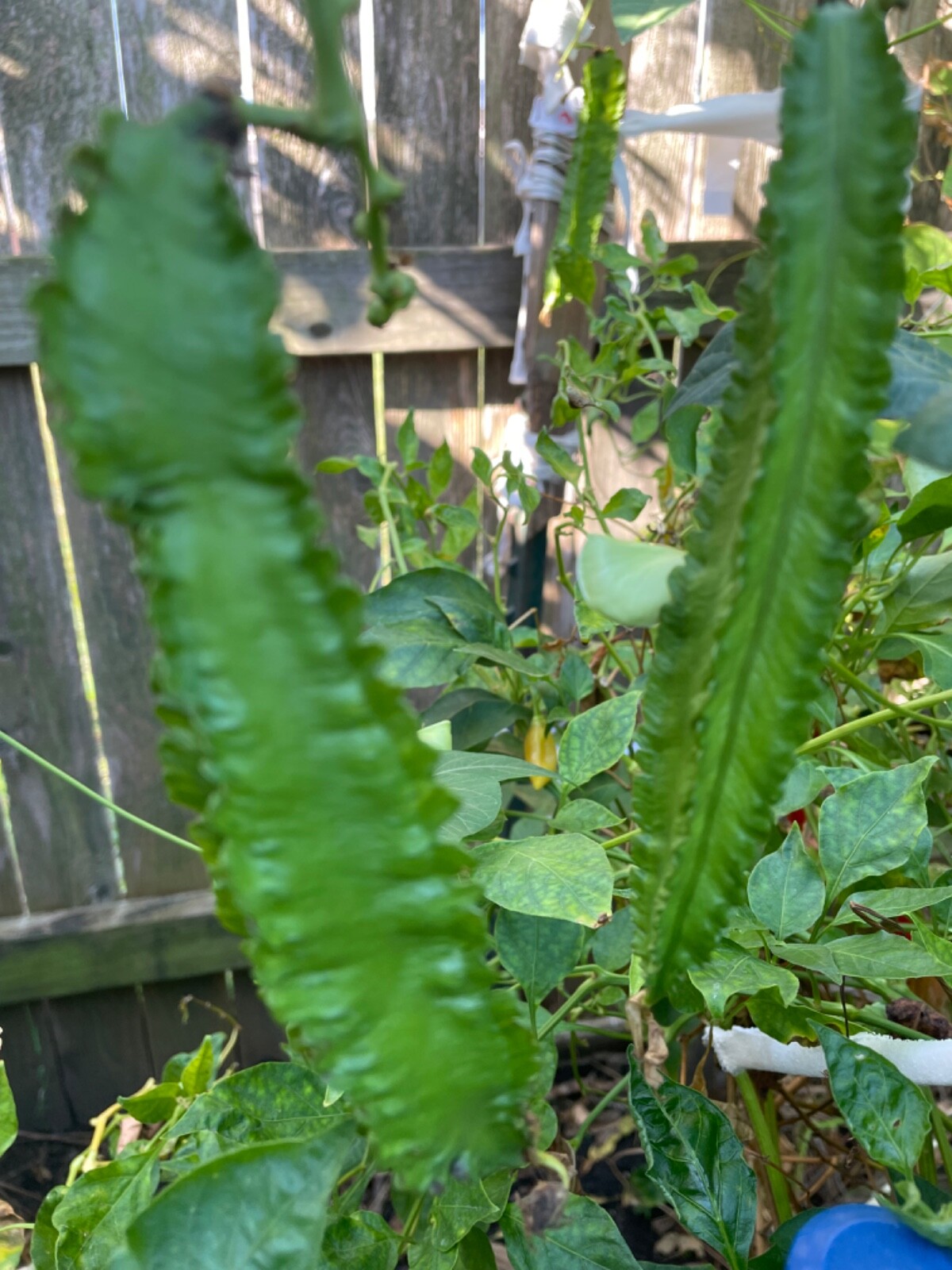 15 Asian Winged Bean Seeds. Heirloom gallery