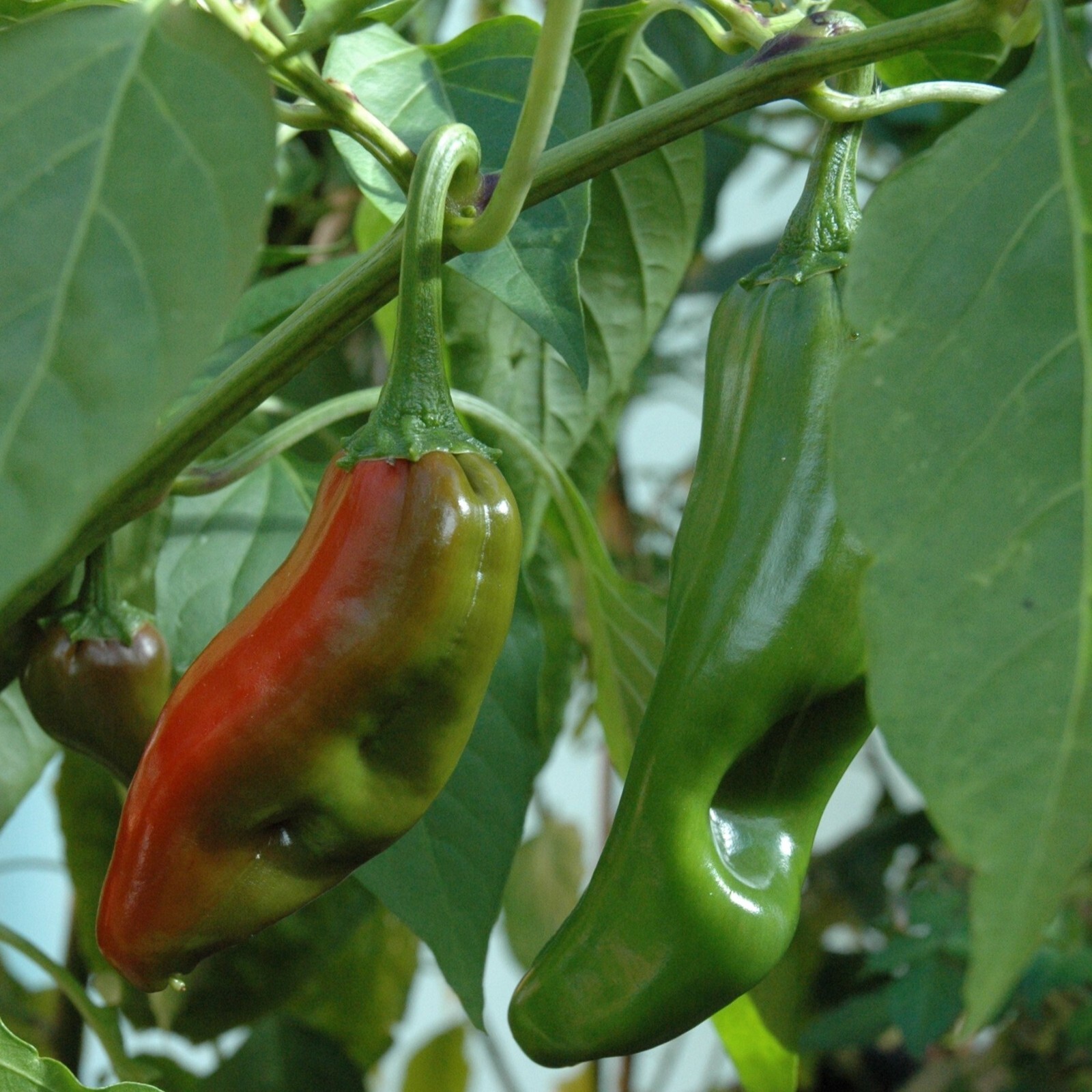 Big Jim Pepper Seeds, Hatch Chile, Non-GMO, Heirloom, Medium Hot, Free Shipping gallery